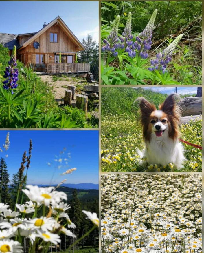 Chalet Die Berghexn Klippitztorl ภายนอก รูปภาพ